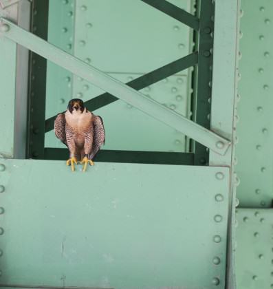 1 Peregrine Falcon on Bridge Photo Bob Sallinger