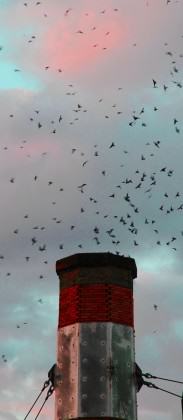 3 Chapman swifts cropped Photo Mike Houck