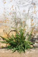 grassy weed by wall 2324751838_cfeac28b03_z