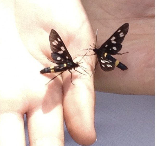 ChildWithInsects