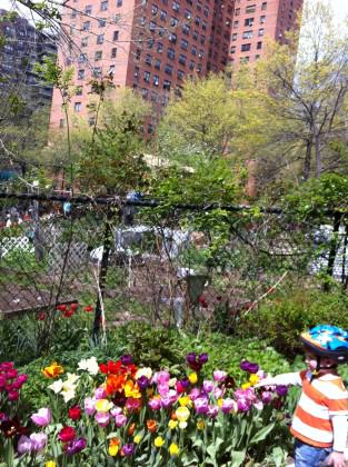 CityGarden2