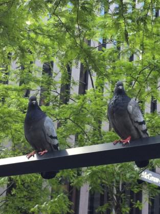 PigeonsNYC(PhotoDavidMaddox)