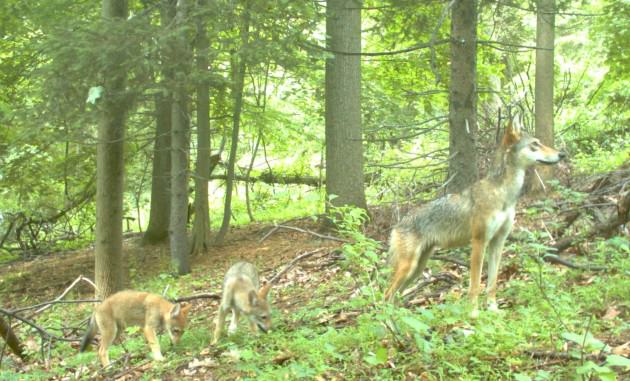 coyote with pups