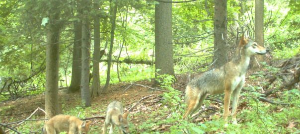 Discovering Urban Biodiversity