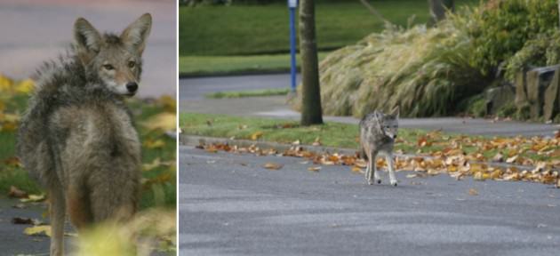 CoyoteMashup