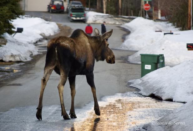 Hilltop Moose