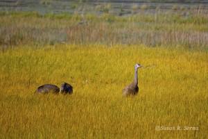 Lesser Sandhill Crane Family
