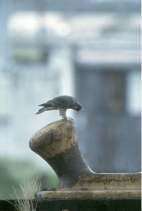 PeregrinePortland2