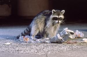 RacoonAsTrickster