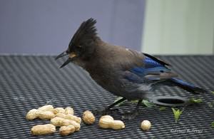 Steller's Jay cp
