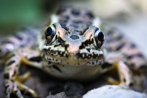 Northern Leopard Frog (Rana pipiens)