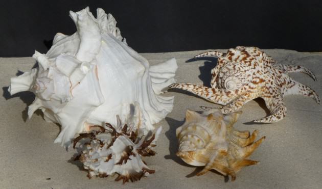 Shells for TNOC Downton
