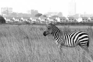 Zebra
