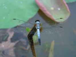 Brachydiplax chalybea_Robin Ngiam