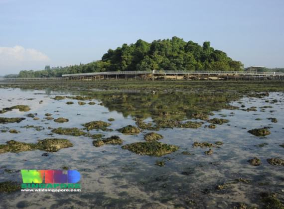 Chek Jawa _02_Ria Tan