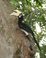 Oriental Pied Hornbill_Wong Tuan Wah