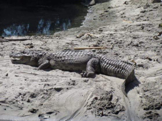 6-ALLIGATOR-300dpi