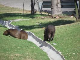 8-CAPYBARAS-300dpi