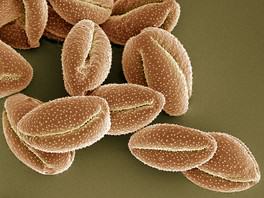 Clematis Pollen Fotosearch_u14403612