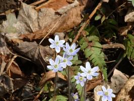 Hepatica