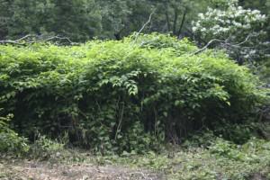 JapaneseKnotweed