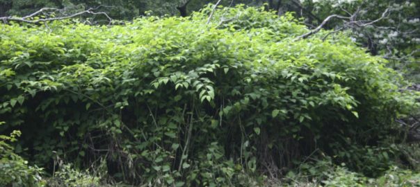 Our Changing Urban Nature: Time to Embrace Exotic Species? (Or at Least Some of Them)