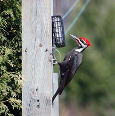 PileatedWoodpeckerFotosearch_k8313685