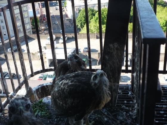 Raptor cam 2011 (2)
