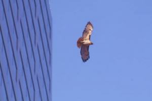Red-tailPortland