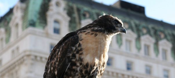Fire Escape Red-tails