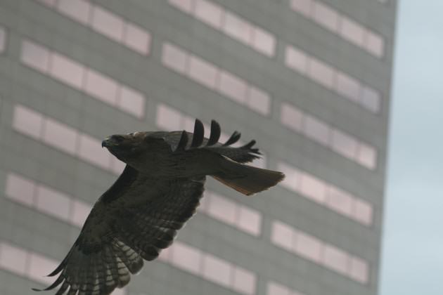 Sallinger Raptor Cam RTH 5-31-10 284