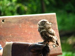 ScreechOwlCreditFotoSearch