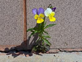 Violet-Fotosearch_k2776189