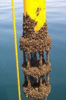 ZebraMussels