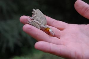 frog tree 2