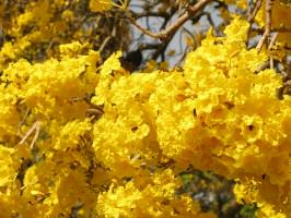 10_Bees feeding on a flowering tree in Cubbon Park