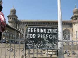 15_Feeding area for pigeons in a mosque in Hyderabad