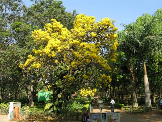 5_Cubbon Park, Bangalore