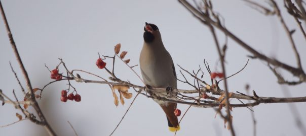 Musings on Winter’s Darkness and the Ways that Birds Brighten Urban Lives