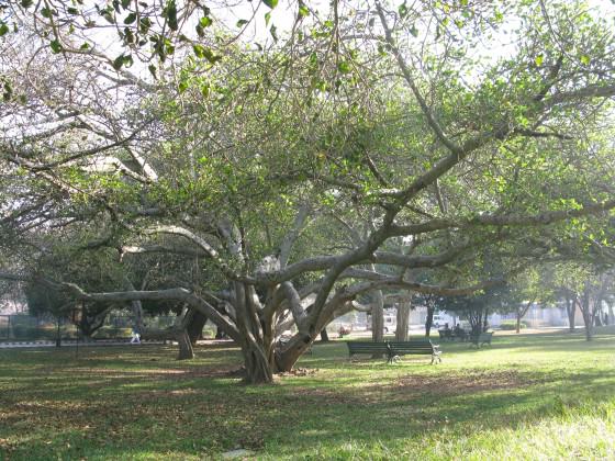6_Heritage trees in Lal Bagh