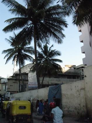 8_Coconut trees are a very familiar part of the Bangalore landscape