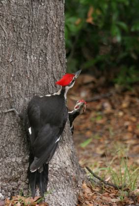 Pileated woodpeckers foraging on a tree. Woodpeckers use trees for both foraging and nesting. Courtesy of UF/IFAS, Thomas Wright.