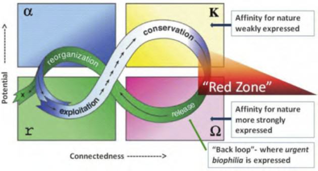 The adaptive cycle, meant to be a tool for thought, focuses attention upon processes of destruction and reorganization, which are often neglected in favor of growth and conservation. In this adaptation, urgent biophilia is modeled. For more on the adaptive cycle, see the Resilience Alliance website.