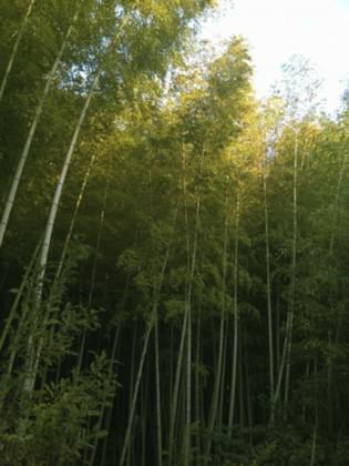 Bamboo patch in Tsu City Japan serves as a kind of memorial to forested coastal places themselves, a ‘remembering the importance of nature’ and ‘build back better’ theme in post 3-11 Japan. Photo: Keith Tidball.