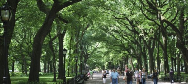 Getting Beyond Plant PR: Accounting for Both Services and Disservices of Urban Green Infrastructure
