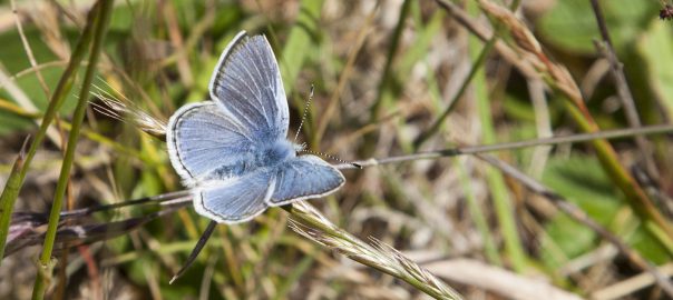 40 Years of Success Protecting Backyard and Endangered Species