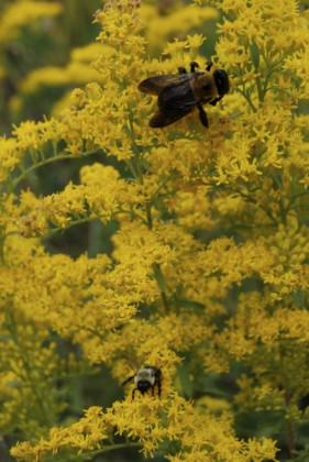 Bees visiting goldenrod flowers on a school green roof in the Bronx, New York City. Photo: Matt Palmer