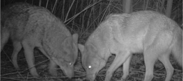 Valuing Urban Wildlife: Critical Partners in the Urban System or Scary, Disgusting Nuisances?