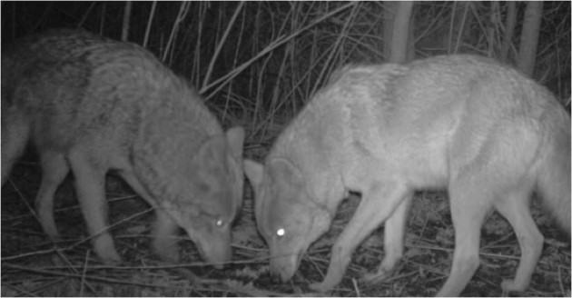 Two coyotes in a park in New York City, photographed by a motion-triggered stationary camera. Photo credit: Gotham Coyote Project