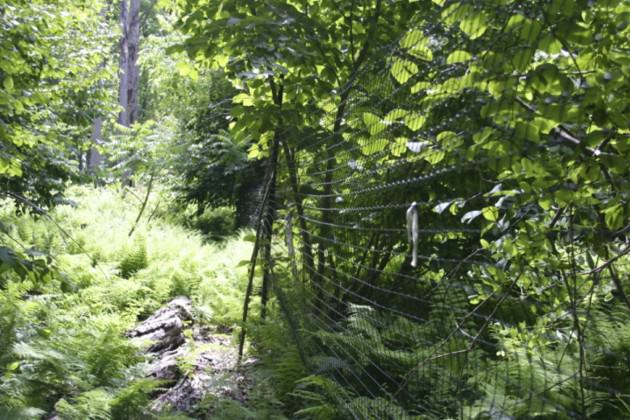 The forest area on the right side of the photo is protected by a mesh fence and supports a dense stand of young trees. The area on the left is frequented by deer and supports a much lower density of trees with extensive cover of ferns and exotic shrubs. Photo credit: Bill Schuster, Black Rock Forest